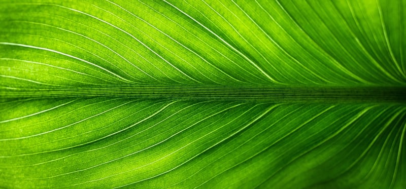 Green Cleaning Products